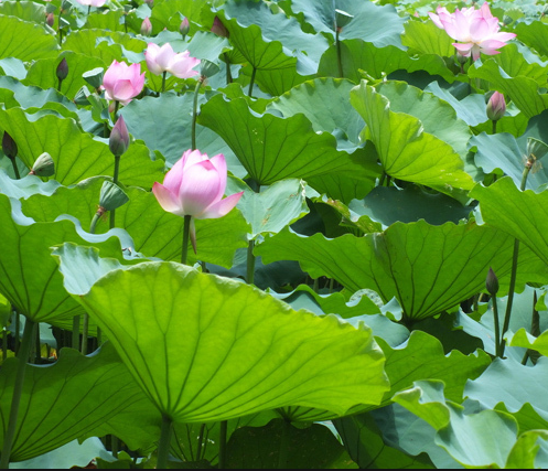 Folium Nelumbinis (Lotus Leaf